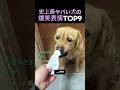 史上最ヤバい犬の爆笑表情TOP9