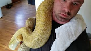 Famous Burmese Python lays eggs Profile