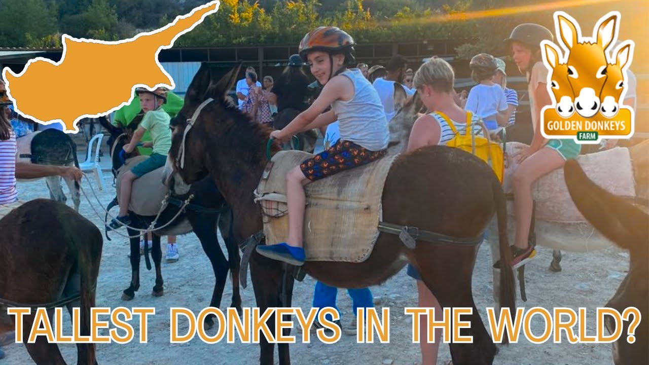 Riding the World's Tallest Donkeys in Cyprus