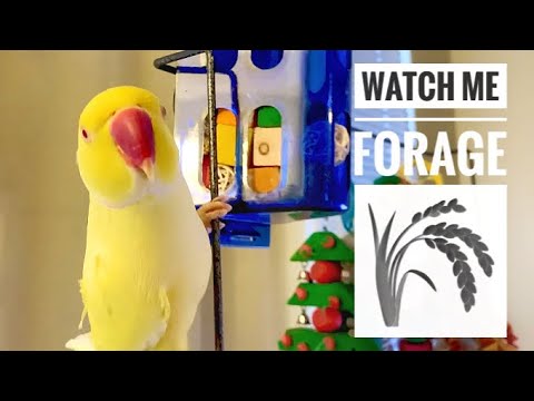 Foraging for snacks