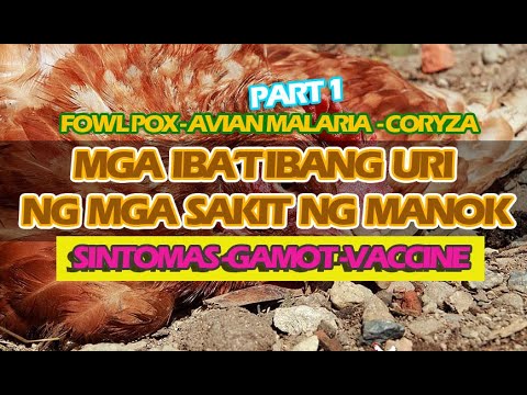 Mga ibat ibang uri ng mga sakit ng manok PART 1 - YouTube