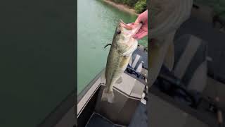 Texas rig 🐸
