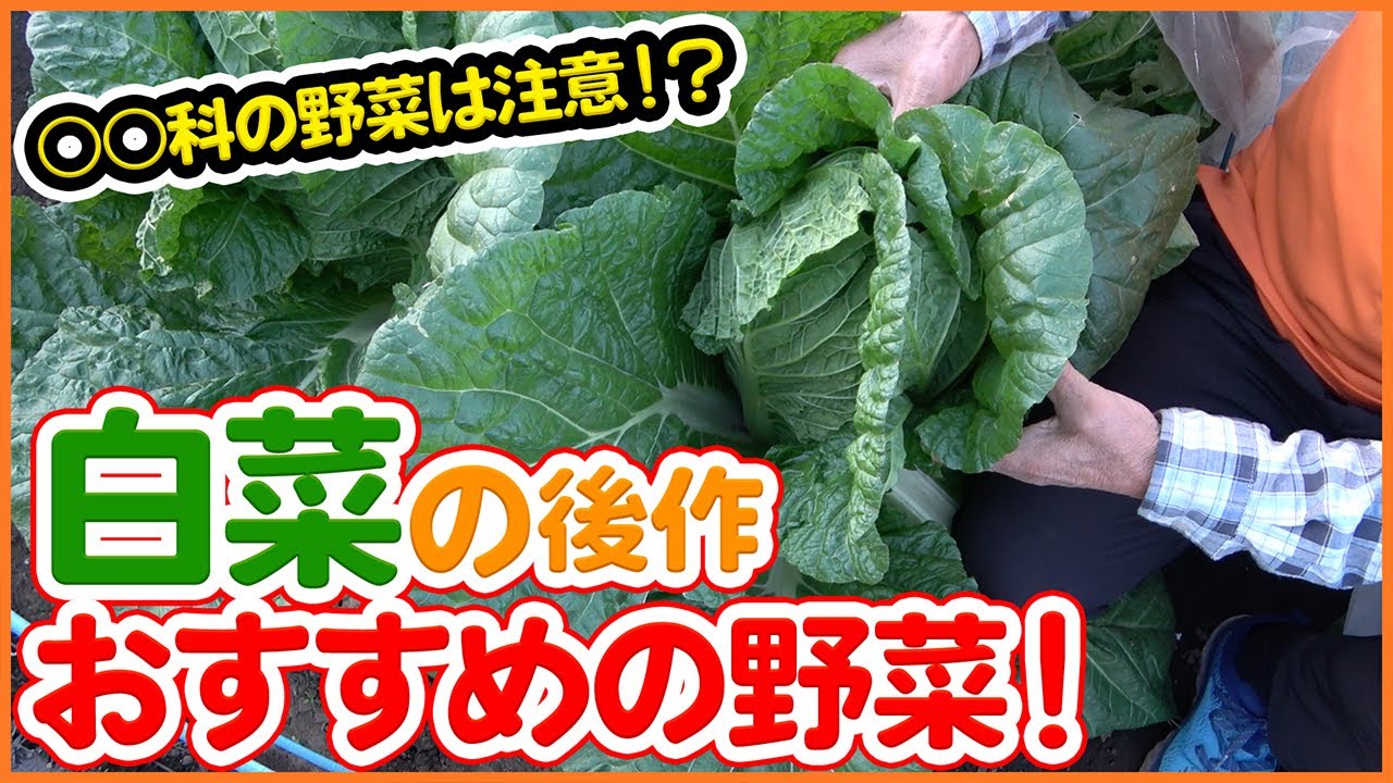 白菜の後作 家庭菜園や農園で白菜栽培の後すぐ植え付け出来るおすすめ野菜をご紹介 連作障害を気にせず楽しめる野菜とは 農園ライフ Youtube