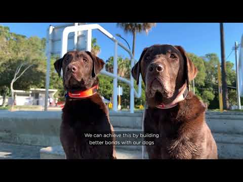 Good dog behaviour in off-leash areas