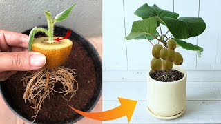 Don't waste your money you can propagate any plant at home this way | Relax Garden