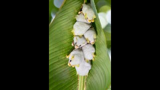 25 Fascinating Facts About White Bats | Nature's Enigmatic Albino Wonders