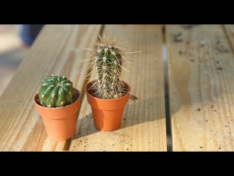 Video: Kako Zalivati kaktuse: Kaj Vodo In Kako Pogosto Zalivati kaktuse