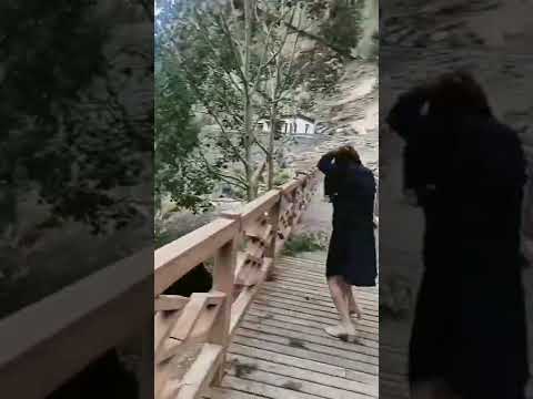 حمله میمون وحشی به یک زن 