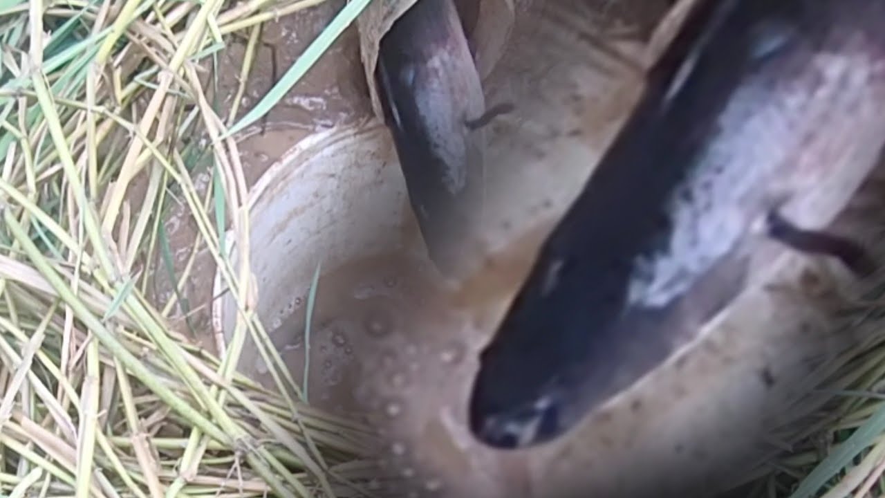 Amazing Easy to catch fish traps in the lake