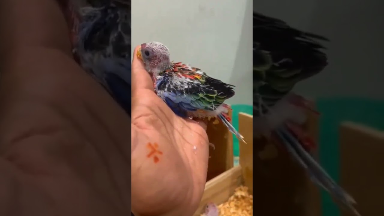 video created bird community