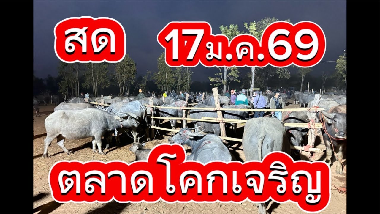 ชมบรรยากาศตลาดนัดโคกระบือโคกเจริญ อ.สว่าง จ.สกลนคร 