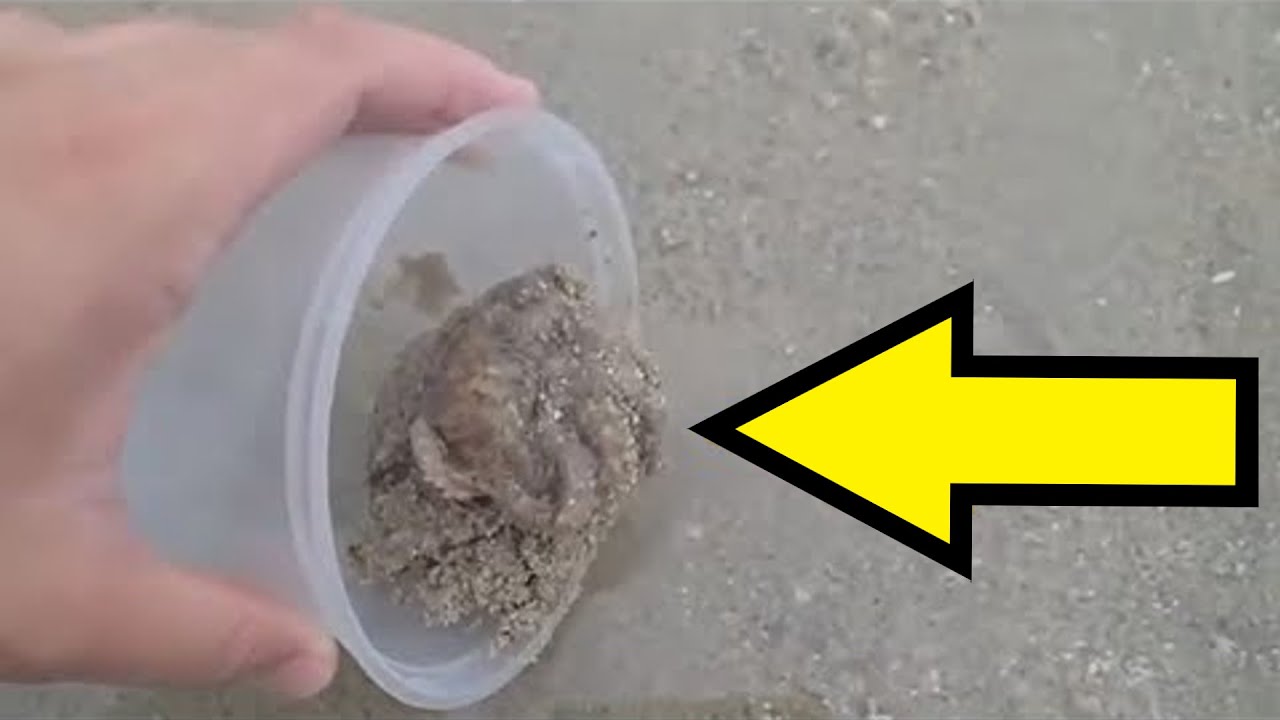 Мужчина выпустил в море спасенного осьминога и в ответ получил то, что ...