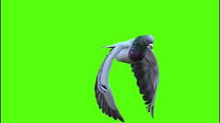 Greenscreen Merpati Pigeon Dove