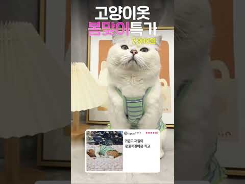 고양이옷 쫀쫀~ 강력추천!