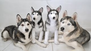 My Huskies Meet Their Husky Twins! by Gohan The Husky 10,962 views 3 weeks ago 4 minutes, 28 seconds