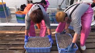 イカナゴ漁解禁　兵庫県明石市