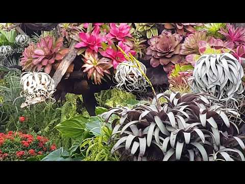 Video Cây Không Khí và Dứa màu Nam Mỹ bên hồ cá koi , ngày... - youtube