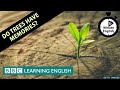 Do trees have memories? - 6 Minute English