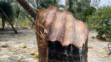 TOÀN CẢNH [clip] "tôn bay cắt đứt lìa cây" 