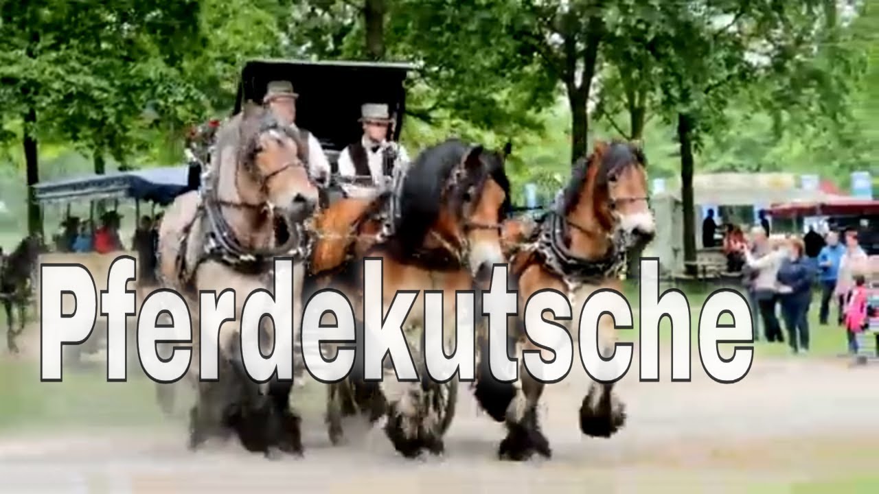 🏇 Pferdekutsche - Pferdekutschen und Pferdegespanne auf der Kutschenwallfahrt Telgte 2018