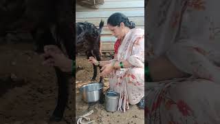 Fingers For Goat Milking