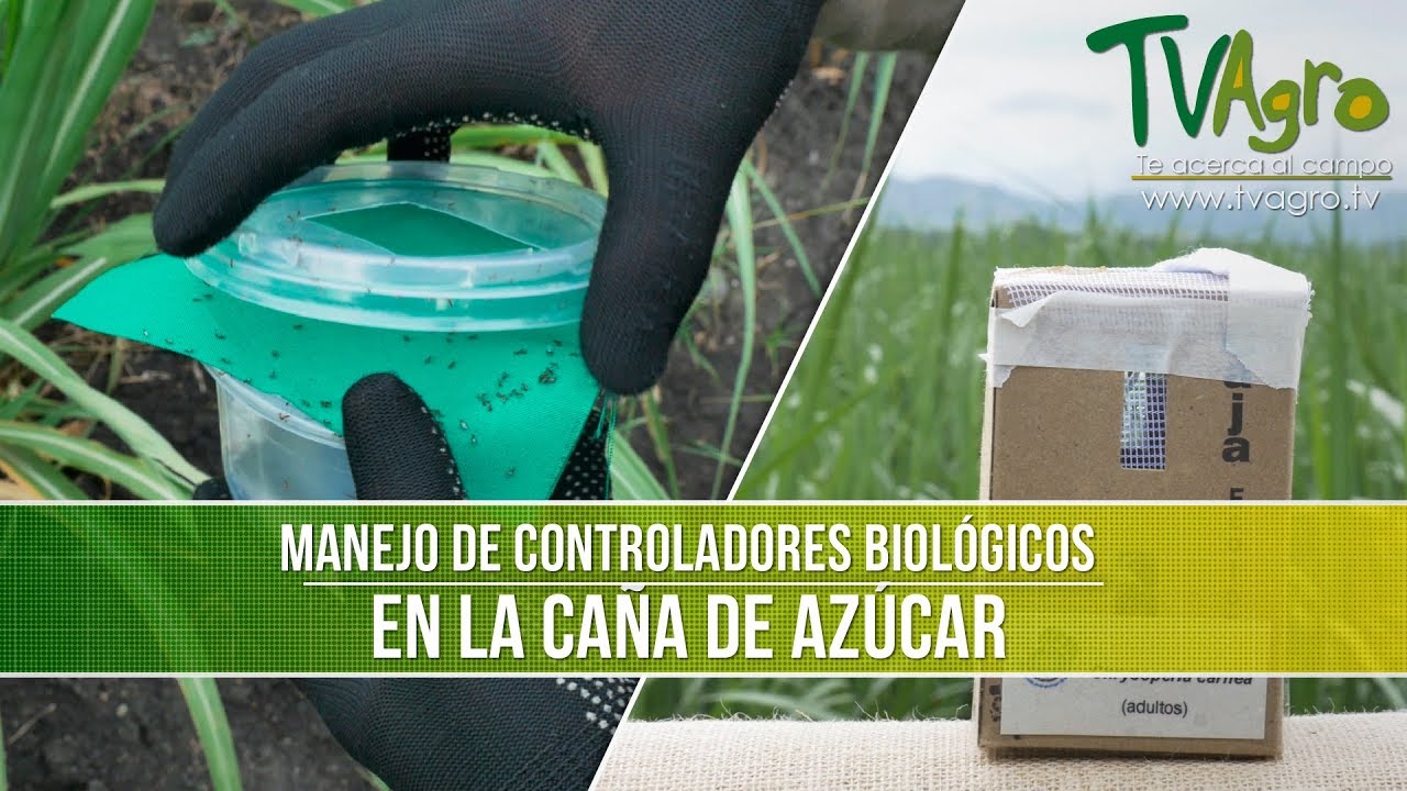 Que es el Manejo de los Controladores Biologicos en la Caña de Azucar- TvAgro por Juan Gonzalo Angel