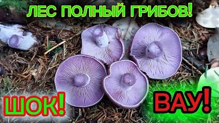 видео:   ЛЕС ПОЛОН ГРИБОВ!!!   ШОК!  ВАУ! картинка:   ЛЕС ПОЛОН ГРИБОВ!!!   ШОК!  ВАУ!
