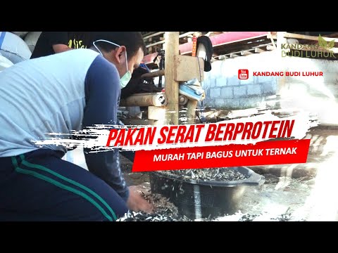 Video: Rebusan Domba Dengan Kacang Hijau