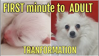 GERMAN SPITZ - From the FIRST SECOND of life to ADULT! by LaSana 150 views 4 months ago 6 minutes, 20 seconds