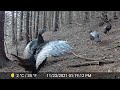 Poconos PA Cabin in the Woods - November 2021 Trailcam Compilation