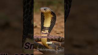 Top 5 Deadliest Animals That Kills Most Humans #shorts #top #animals