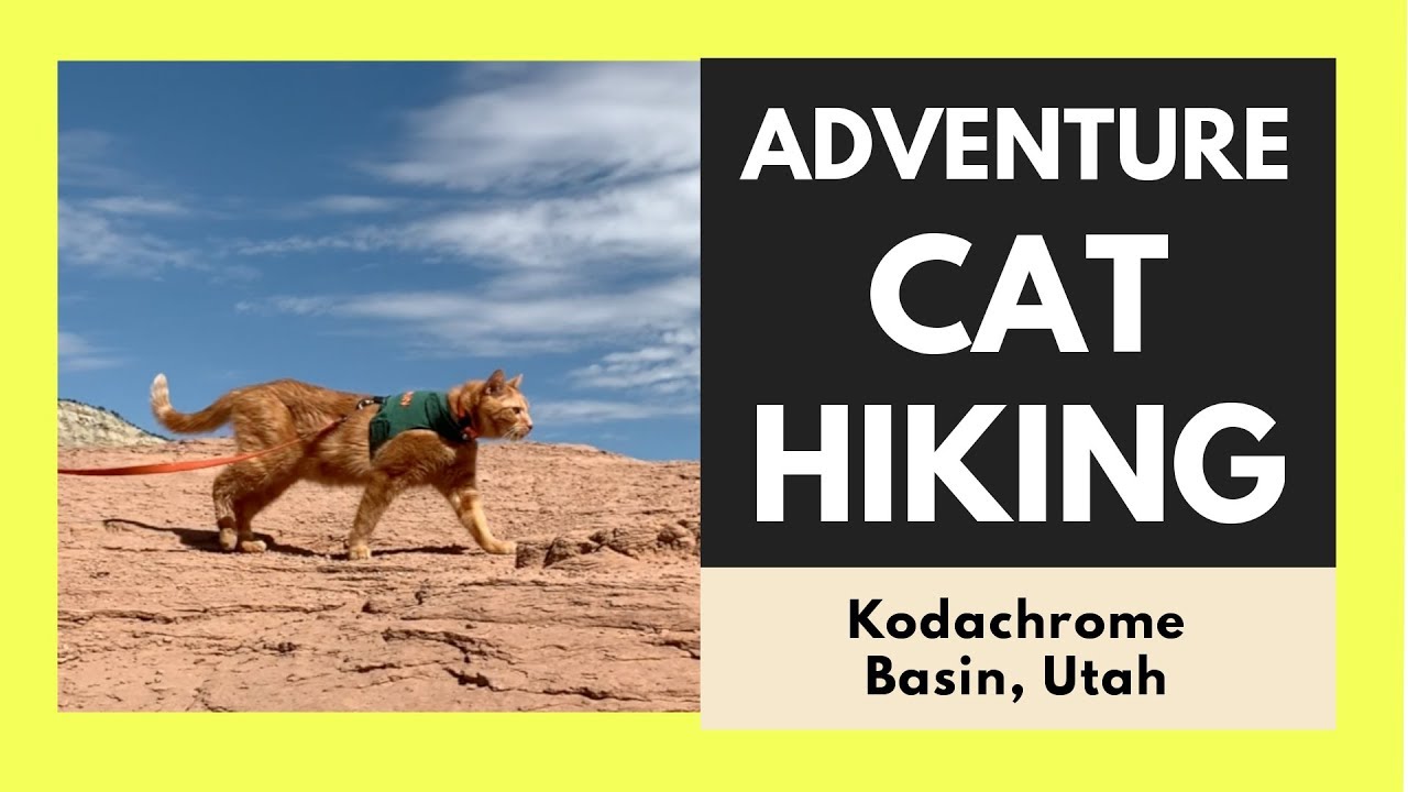 Adventure Cat Hiking the Kodachrome Basin State Park in Utah