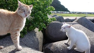 茶トラ猫が防波堤をノンビリ歩いていたらいきなりライバル猫が現れ喧嘩に発展