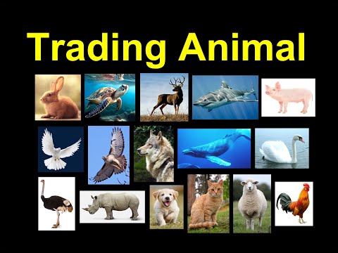 Video: Finansiniai gyvūnai: 8 Gyvūnai, kurie gali išmokyti mums pinigų pamokas