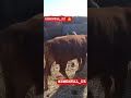 SEMENTALUZ#chorva#tiktok#instagram#farm#farming#cow#bull#ferma#geremfort#angus#avlikol#semental#buqa