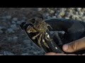 Studying Crabs in Elkhorn Slough