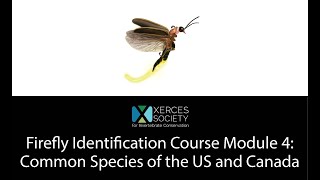 Firefly Identification Course Module 4: Common Species of the US and Canada Wealth