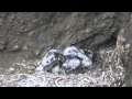 Peregrine falcon feeding young. Day 34, self-feeding