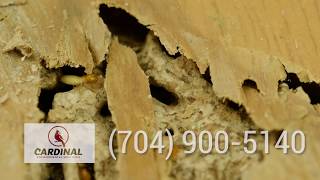 Cardinal Environmental Solutions Termites30