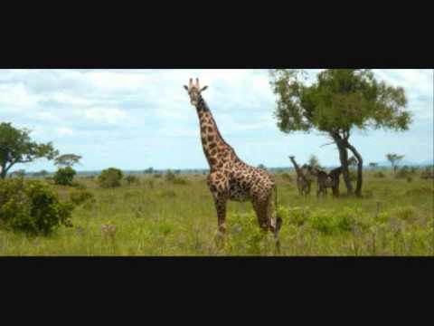 Video: Vad är en savannbiom?