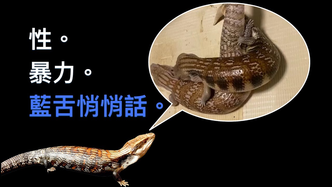 藍舌悄悄話 - 性 X 暴力 X 藍舌蜥。澳洲藍舌蜥繁殖實錄~ - YouTube
