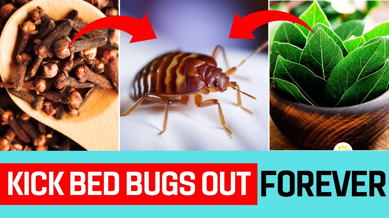 How to Get Rid of Bed Bugs Permanently? This Secret Is A Lifesaver!