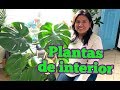 Plantas de interior/Houseplants tour 2020