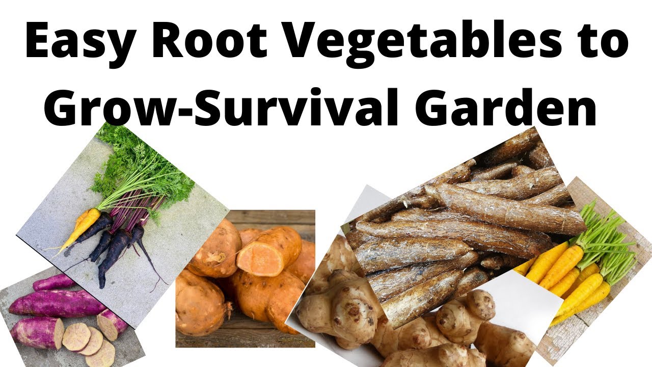 Easy Root Vegetables to GrowSurvival Garden YouTube
