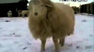 Обложка Из 100500 Борис Кончай Скачать Из 100500 Борис Кончай
