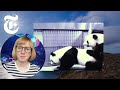 I Watched These Pandas Have Sex. I’ve Never Been So Happy | NYT