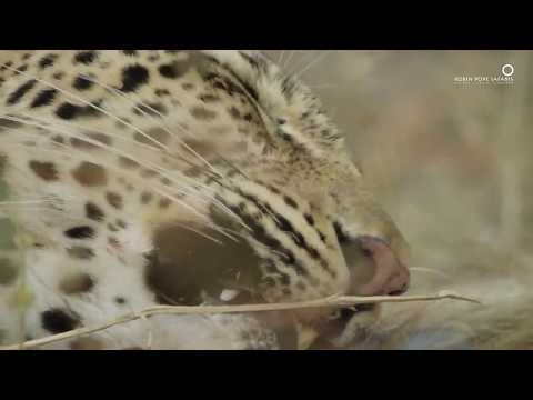 Leopard defends its dinner from a hungry python!