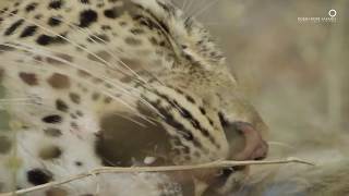 Leopard defends its dinner from a hungry python!