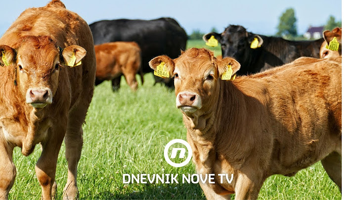"Padaju kao kruške!" Stočari očajni, inspektori isključili jedan uzrok  pomora | Dnevnik Nove TV