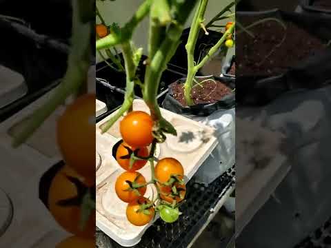 Vídeo: Ghost Cherry Information: Como cultivar uma planta de tomate cereja fantasma